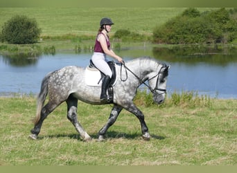 Schweres Warmblut, Wałach, 6 lat, 162 cm, Siwa