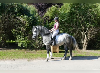 Schweres Warmblut, Wałach, 6 lat, 162 cm, Siwa