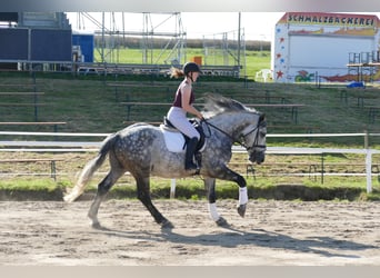 Schweres Warmblut, Wałach, 6 lat, 162 cm, Siwa