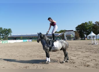 Schweres Warmblut, Wałach, 6 lat, 162 cm, Siwa