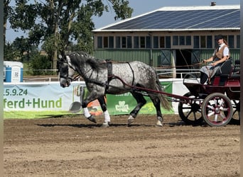 Schweres Warmblut, Wałach, 6 lat, 162 cm, Siwa