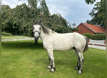 Schweres Warmblut, Wałach, 6 lat, 163 cm, Siwa