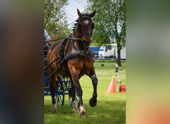 Schweres Warmblut, Wałach, 7 lat, 165 cm, Gniada