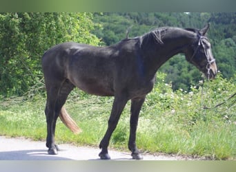 Schweres Warmblut, Wałach, 7 lat, 165 cm, Siwa