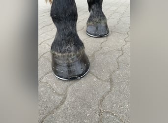 Schweres Warmblut, Wałach, 7 lat, 180 cm, Siwa jabłkowita