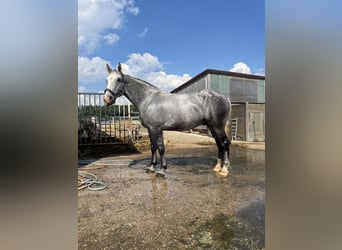 Schweres Warmblut, Wałach, 7 lat, 180 cm, Siwa jabłkowita