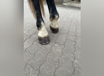 Schweres Warmblut, Wałach, 7 lat, 180 cm, Siwa jabłkowita