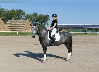 Schweres Warmblut, Wałach, 8 lat, 162 cm, Siwa