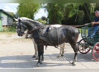 Schweres Warmblut, Wałach, 8 lat, 162 cm, Siwa