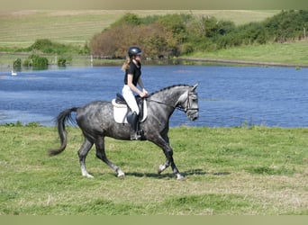 Schweres Warmblut, Wałach, 8 lat, 162 cm, Siwa