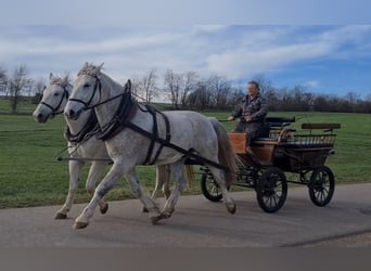 Schweres Warmblut, Wałach, 8 lat, 170 cm, Siwa