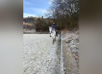 Schweres Warmblut, Wałach, 9 lat, 160 cm, Siwa