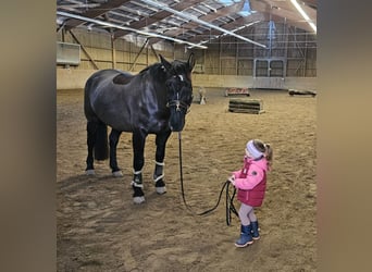 Schweres Warmblut, Wałach, 9 lat, 162 cm, Ciemnogniada