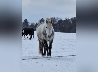 Schweres Warmblut Mix, Wallach, 10 Jahre, 163 cm, Apfelschimmel