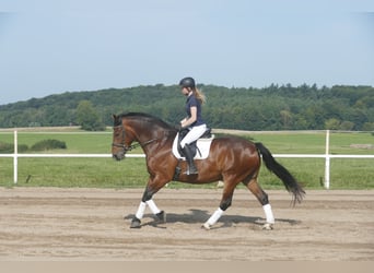 Schweres Warmblut, Wallach, 10 Jahre, 166 cm, Brauner