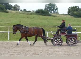 Schweres Warmblut, Wallach, 10 Jahre, 166 cm, Brauner