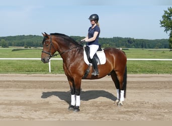 Schweres Warmblut, Wallach, 10 Jahre, 166 cm, Brauner