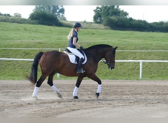 Schweres Warmblut, Wallach, 10 Jahre, 166 cm, Brauner