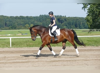 Schweres Warmblut, Wallach, 10 Jahre, 166 cm, Brauner