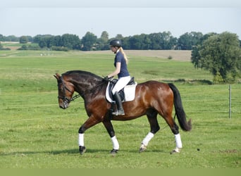 Schweres Warmblut, Wallach, 10 Jahre, 166 cm, Brauner