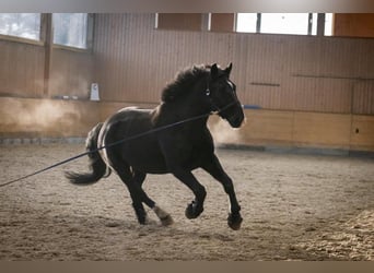 Schweres Warmblut, Wallach, 10 Jahre, 167 cm, Brauner
