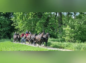 Schweres Warmblut, Wallach, 10 Jahre, 167 cm, Schwarzbrauner