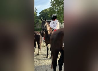 Schweres Warmblut, Wallach, 10 Jahre, 167 cm, Schwarzbrauner