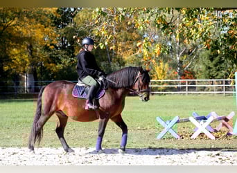 Schweres Warmblut Mix, Wallach, 10 Jahre, 168 cm, Brauner
