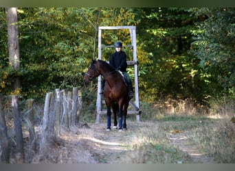Schweres Warmblut Mix, Wallach, 10 Jahre, 168 cm, Brauner