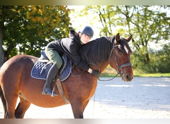 Schweres Warmblut Mix, Wallach, 10 Jahre, 168 cm, Brauner