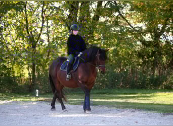 Schweres Warmblut Mix, Wallach, 10 Jahre, 168 cm, Brauner