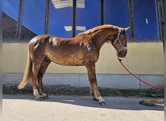 Schweres Warmblut, Wallach, 10 Jahre, 178 cm