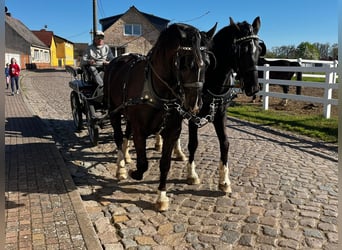 Schweres Warmblut, Wallach, 10 Jahre, Rappe