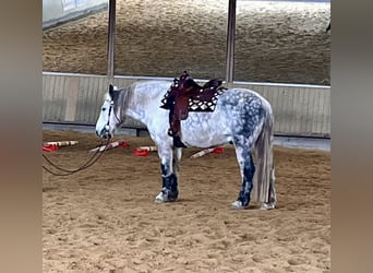Schweres Warmblut, Wallach, 11 Jahre, 163 cm, Apfelschimmel