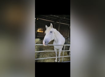 Schweres Warmblut, Wallach, 11 Jahre, 171 cm, Schimmel