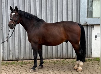 Schweres Warmblut, Wallach, 12 Jahre, 172 cm, Brauner