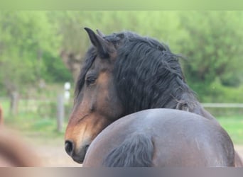 Schweres Warmblut Mix, Wallach, 12 Jahre, 174 cm, Dunkelbrauner