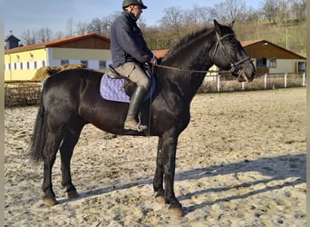 Schweres Warmblut, Wallach, 12 Jahre, 175 cm, Rappe