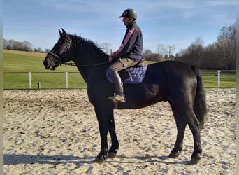 Schweres Warmblut, Wallach, 12 Jahre, 175 cm, Rappe