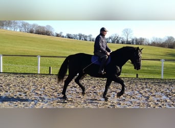 Schweres Warmblut, Wallach, 12 Jahre, 175 cm, Rappe