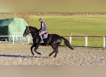 Schweres Warmblut, Wallach, 12 Jahre, 175 cm, Rappe