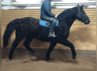 Schweres Warmblut, Wallach, 12 Jahre, 175 cm, Rappe