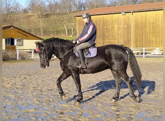 Schweres Warmblut, Wallach, 12 Jahre, 175 cm, Rappe