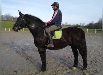 Schweres Warmblut, Wallach, 12 Jahre, 175 cm, Rappe