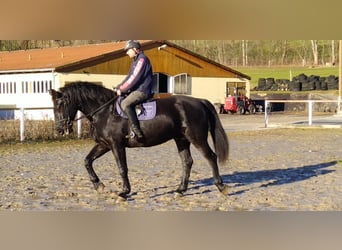 Schweres Warmblut, Wallach, 12 Jahre, 175 cm, Rappe