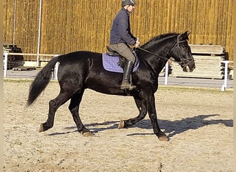 Schweres Warmblut, Wallach, 12 Jahre, 175 cm, Rappe