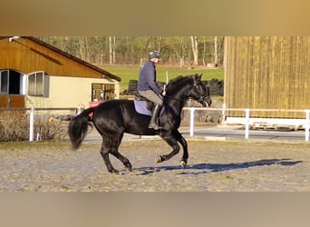 Schweres Warmblut, Wallach, 12 Jahre, 175 cm, Rappe