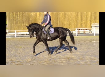 Schweres Warmblut, Wallach, 12 Jahre, 175 cm, Rappe