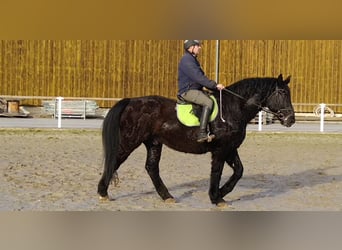 Schweres Warmblut, Wallach, 12 Jahre, 175 cm, Rappe