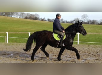 Schweres Warmblut, Wallach, 12 Jahre, 175 cm, Rappe